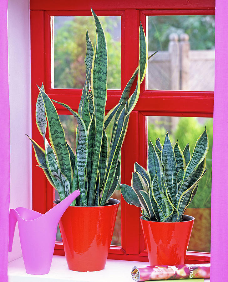 Sansevieria Trifasciata In Red Pots, Pink Watering Can Photograph by Friedrich Strauss