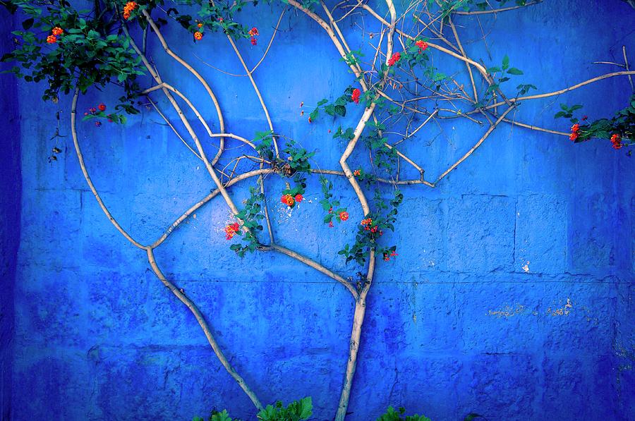 Santa Catalina Convent Tree Abstract Photograph by © Kristian Leven