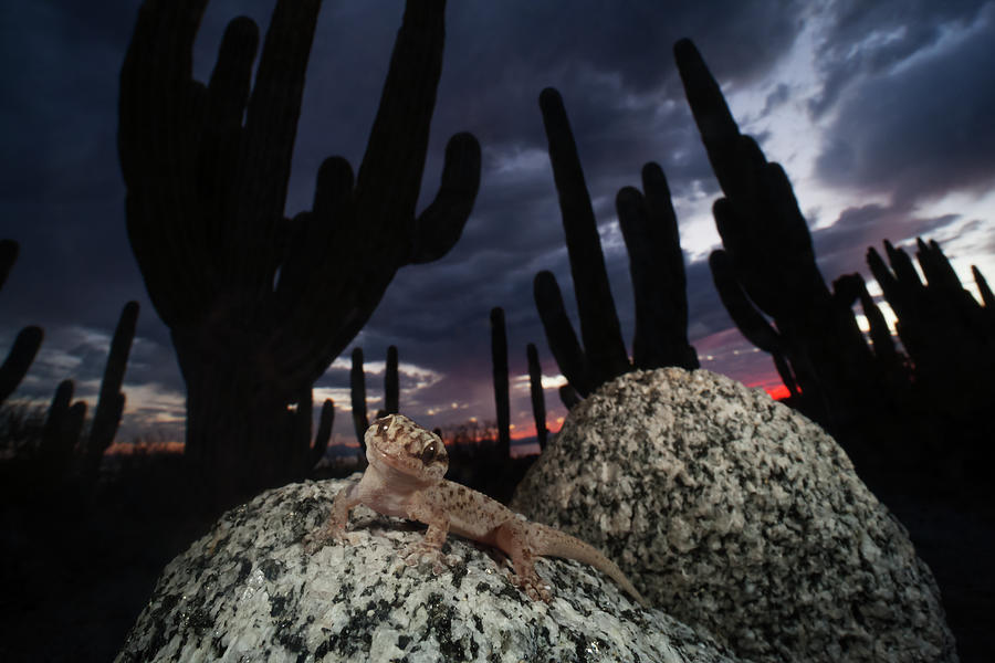 Santa Catalina Island Leaf-toed Gecko In Front Of Mexican Photograph by ...