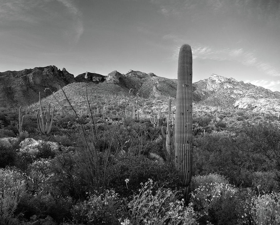 Tucson Photograph - Santa Catalinas Last Light Black and White by Chance Kafka