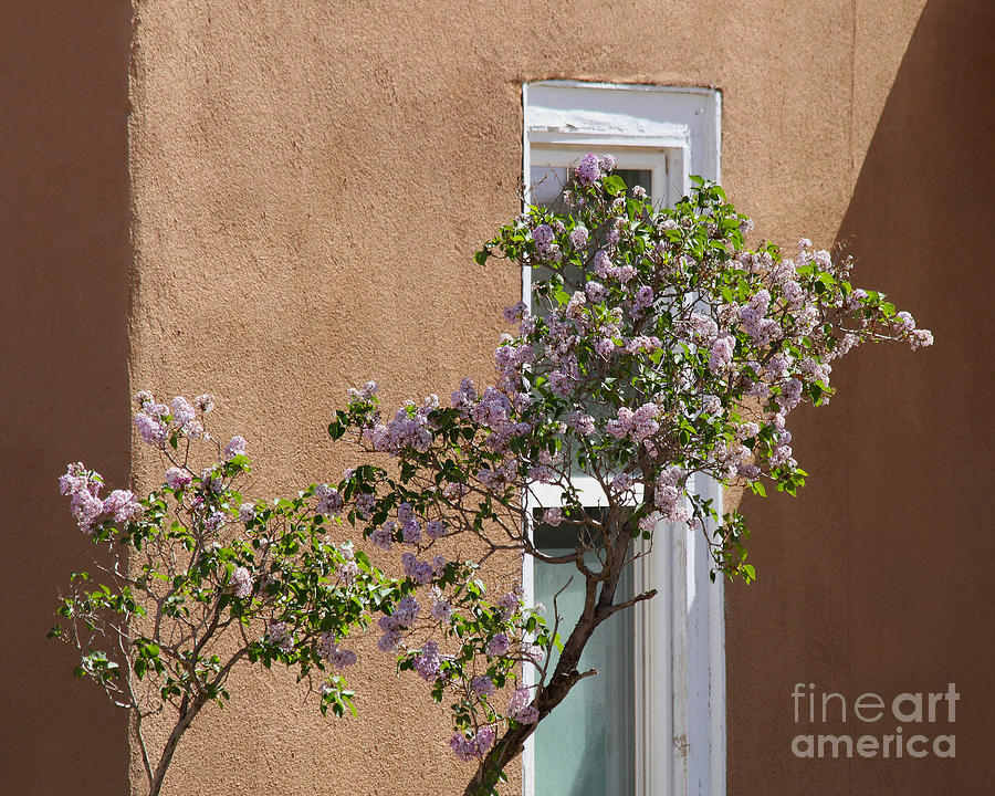 Santa Fe Lilacs Photograph
