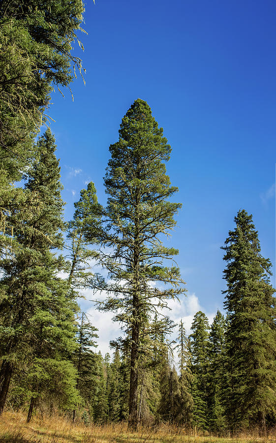 Santa Fe National Forest Tree  Photograph by Julieta Belmont