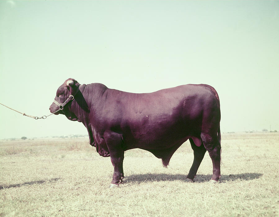 Santa Gertrudis bull Photograph by John Dominis