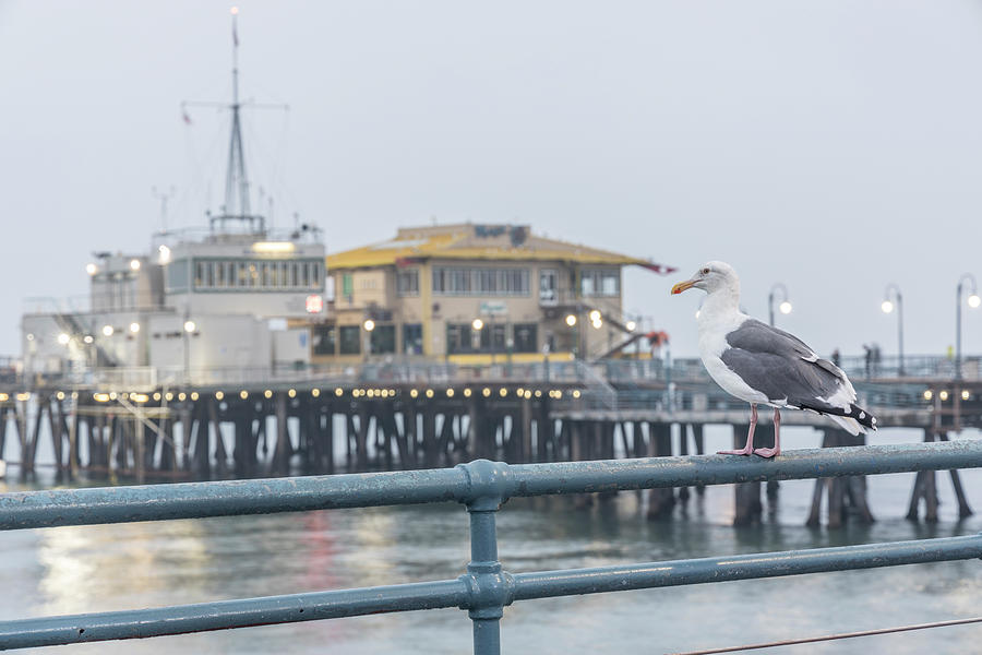 Santa Monica Pier and Pigion  Photograph by John McGraw
