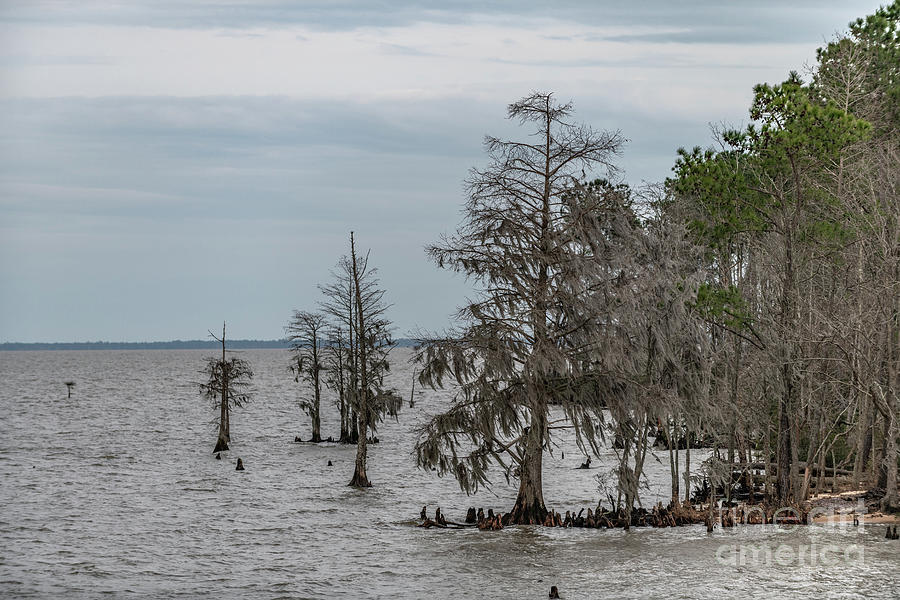 Santee Lake Moultrie - Berkeley Country Photograph