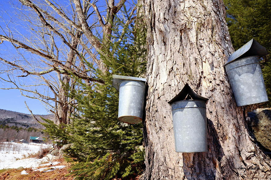 Sap Buckets in the Sun Photograph by Harry Moulton
