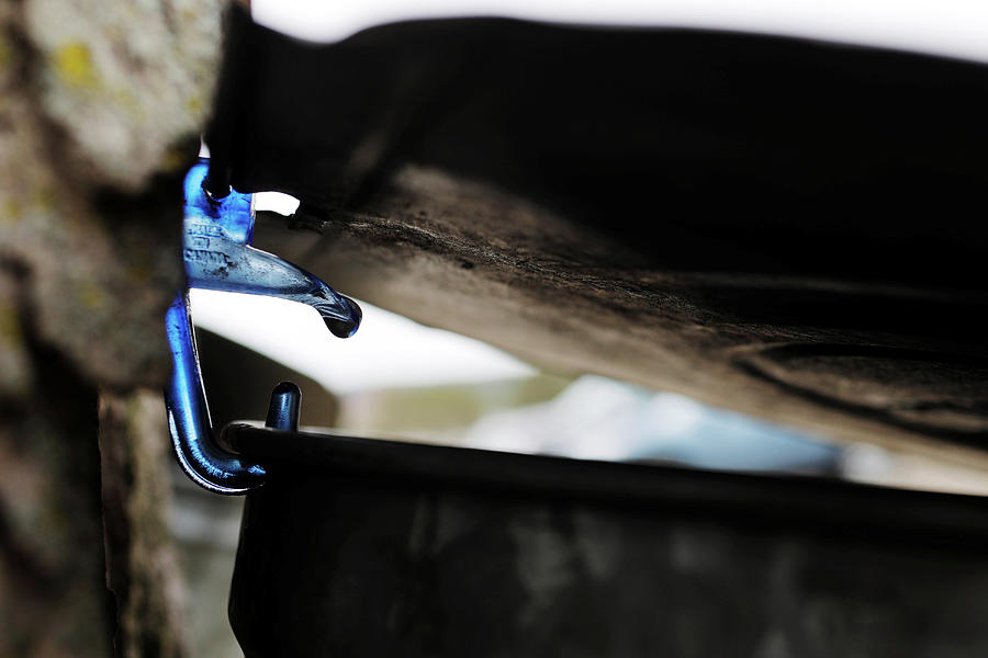 Sap Drips from a Maple Tree Photograph by Brian Snyder Pixels