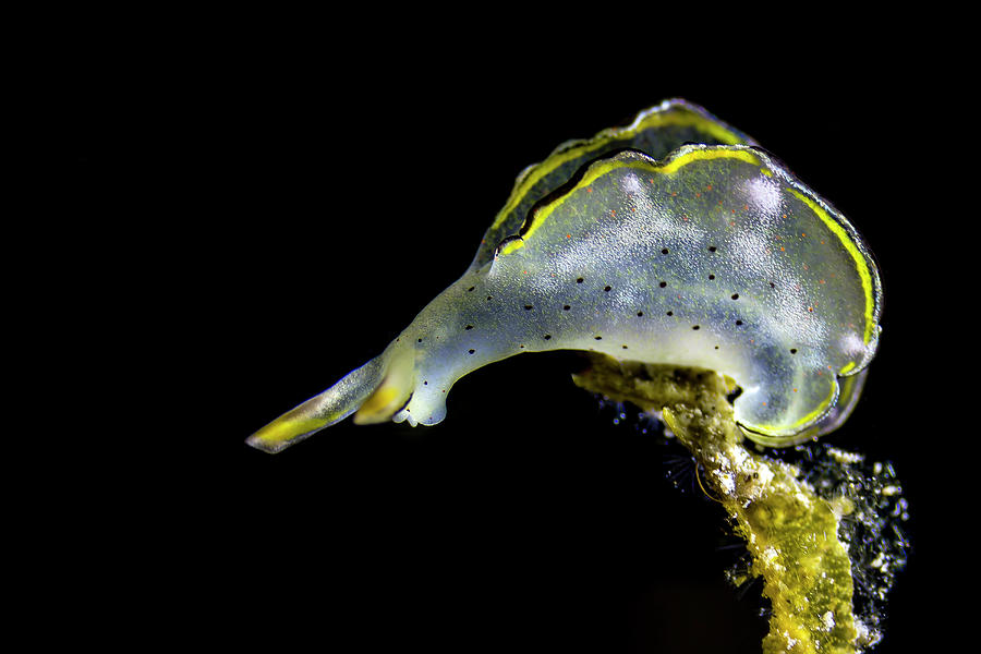 Sap-sucking Sea Slug Elysia Marginata Photograph by Bruce Shafer