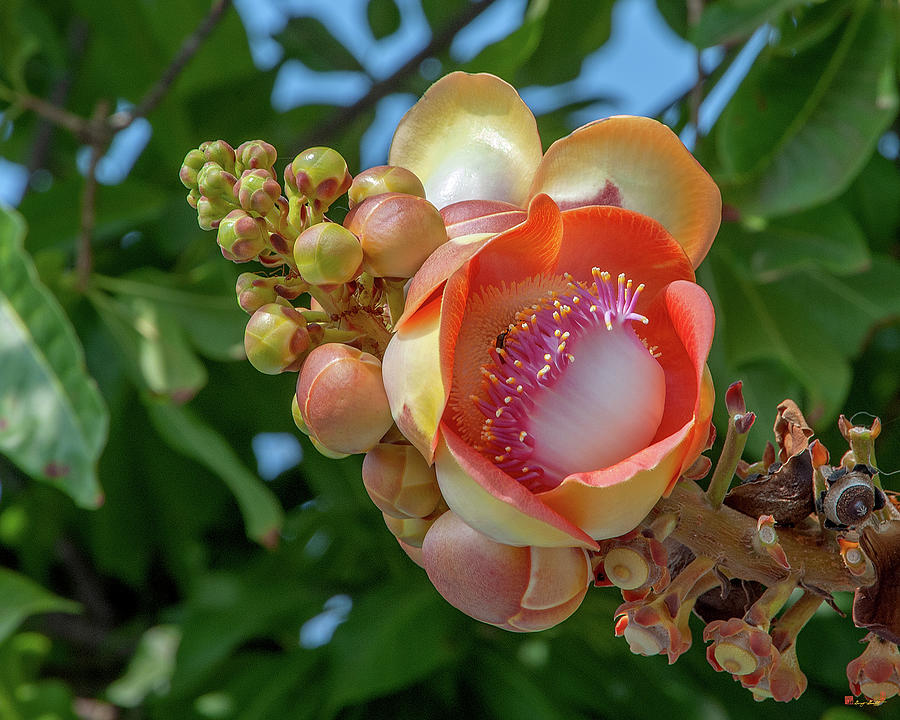 Sara Tree or Cannonball Tree Flower and Buds DTHN0264 Photograph by Gerry Gantt