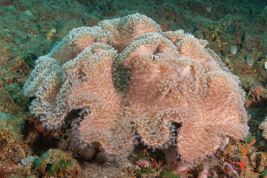 Sarcophyton Soft Coral Photograph by Andrew Martinez