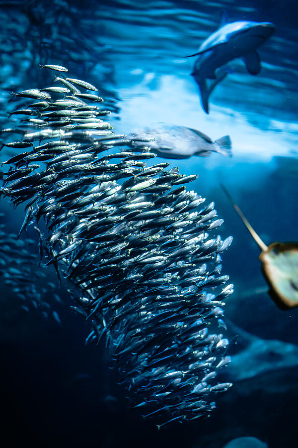 Fish Photograph - Sardine Tornado by Aliace/uesan