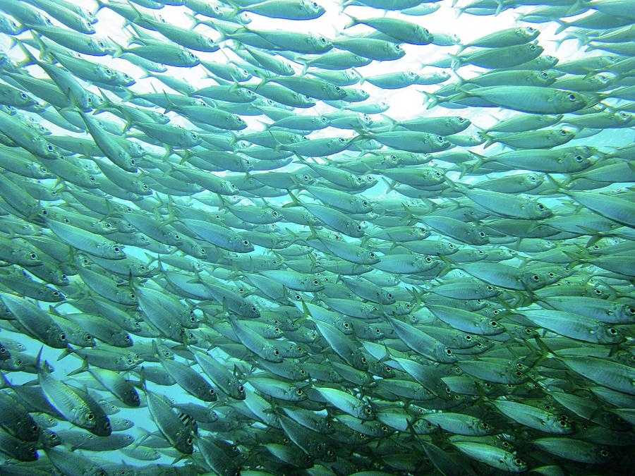 Sardines Fish Photograph by João Vianna