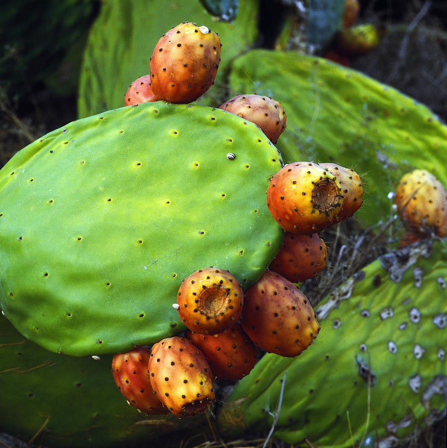 Sardinia, Prickly Pears, Italy Digital Art by Johanna Huber - Fine Art ...