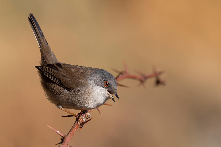 Sardinian Warbler Photograph by Paolo Bolla
