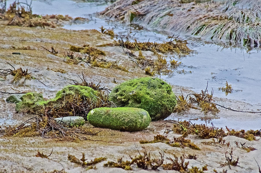 Sargasso Weed and Sea Lettuce on Stones along the Coast in Cabrillo ...