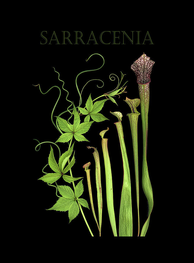 Flower Photograph - Sarracenia 01 by Sandra R Schulze Photography
