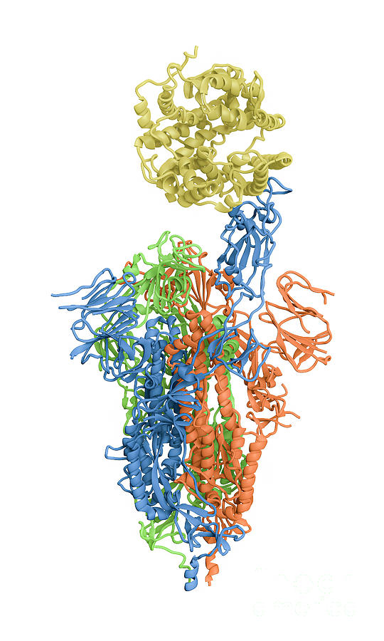 Sars-cov-2 Spike Protein Bound To Receptor Photograph By Greg Williams ...