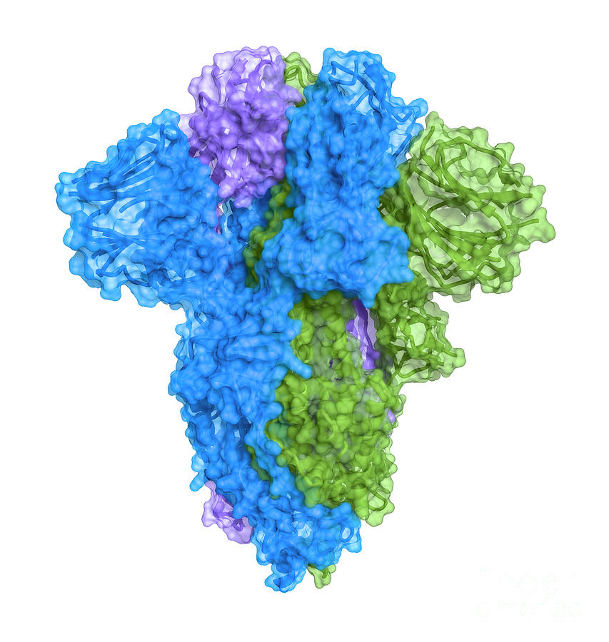 Sars-cov-2 Spike Protein Closed Conformation Photograph by Greg ...