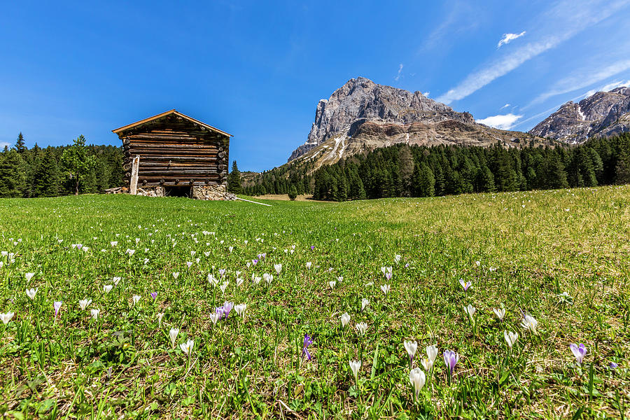 Spring Photograph - Sass De Putia In Spring, Passo Delle Erbe, Dolomites, South Tyrol by Cavan Images
