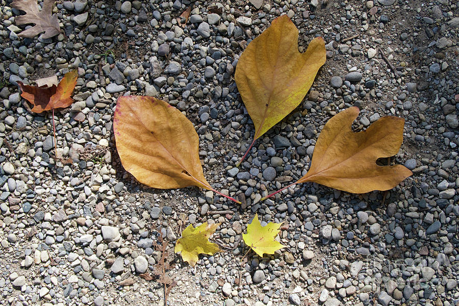 Sassafras Leaves Photograph