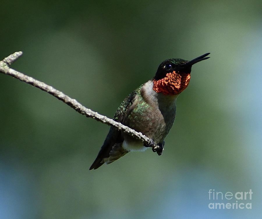 Sassy Ruby-throated Hummingbird by Cindy Treger Sassy Ruby-throated Hummingbird by Cindy Treger