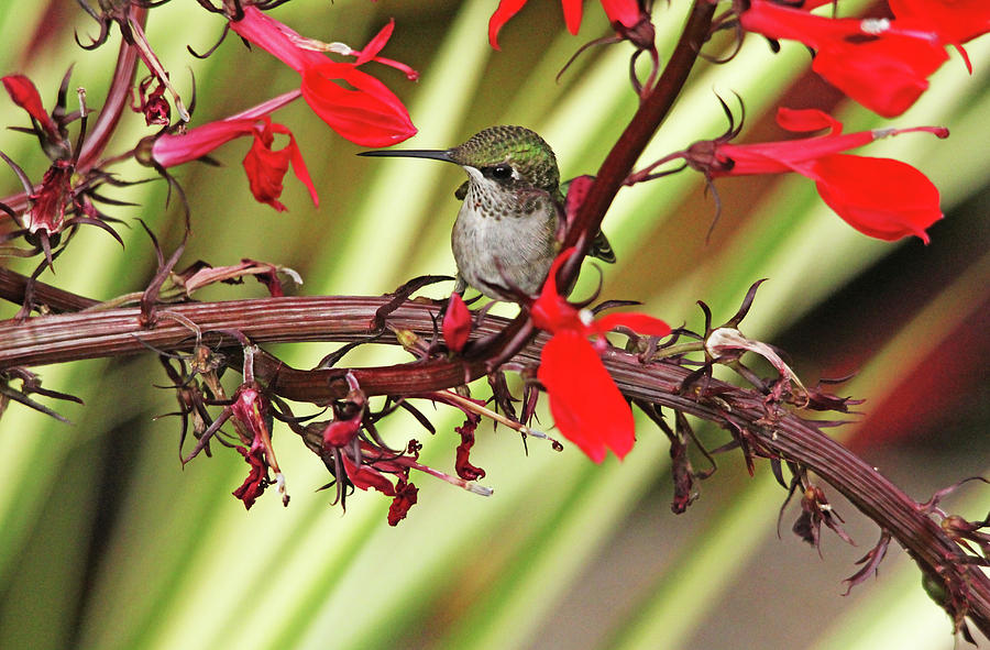 Satisfied Hummingbird Photograph by Debbie Oppermann