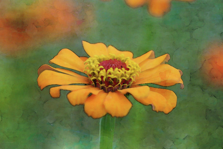 Saturated Zinnia 7479 IDP_2 Photograph by Steven Ward
