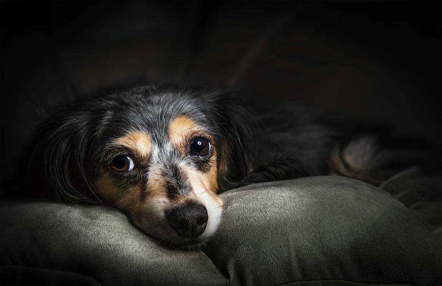 Sausages Photograph By Mike Mapes - Fine Art America