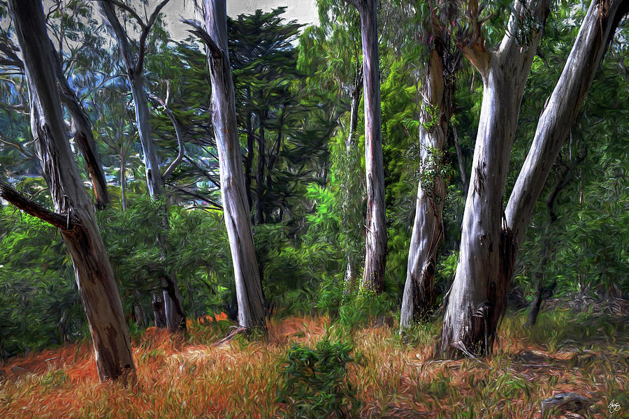 Sausalito Eucalyptus Photograph by Wayne King
