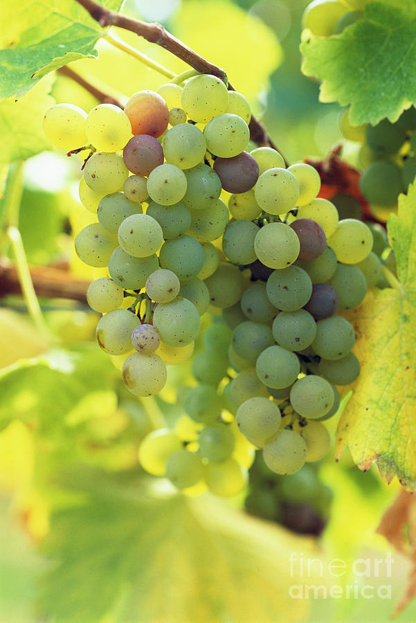 Sauvignon Blanc Grapes Photograph by Martyn F. Chillmaid/science Photo Library