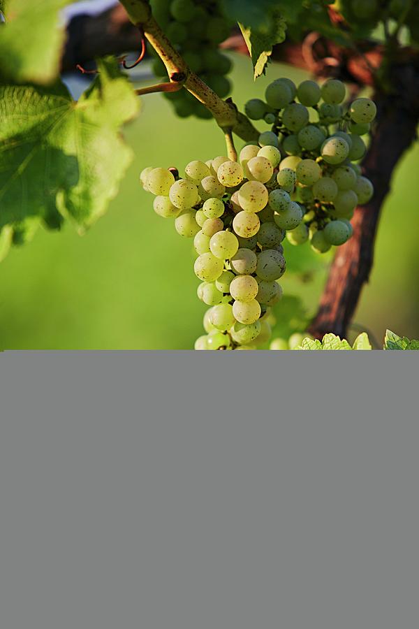 Sauvignon Blanc Grapes On A Vine southern Styria, Austria Photograph by Herbert Lehmann
