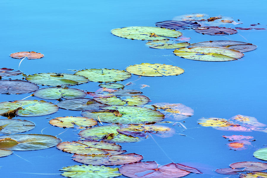 Savannah Lily Pads Acrylic Digital Art by Douglas Wielfaert