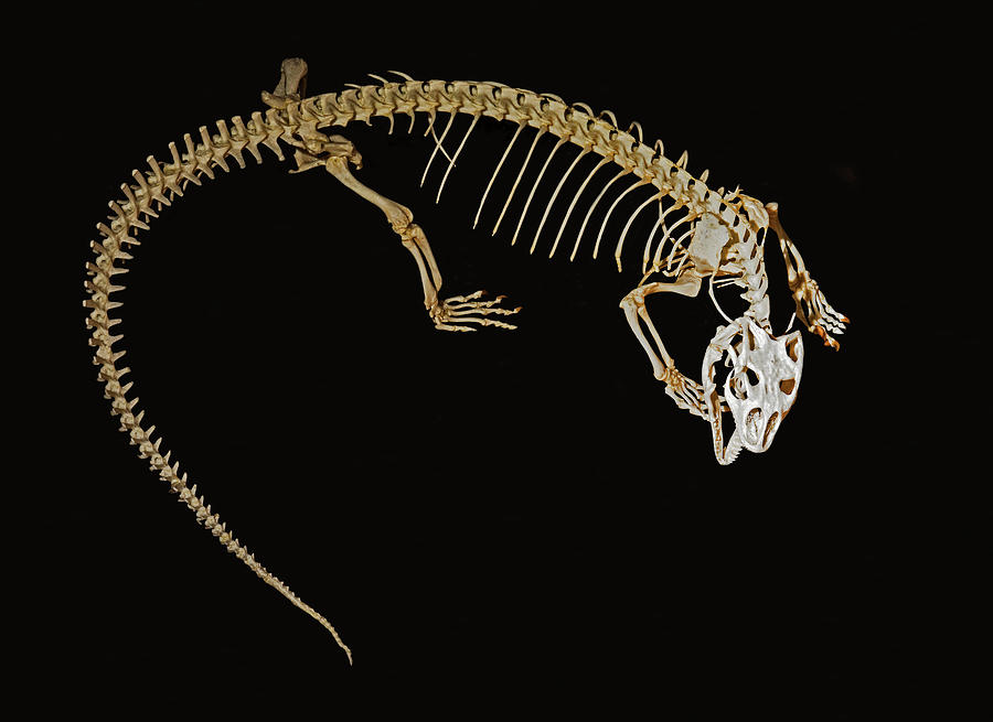 Savannah Monitor Skeleton Photograph by Millard H. Sharp
