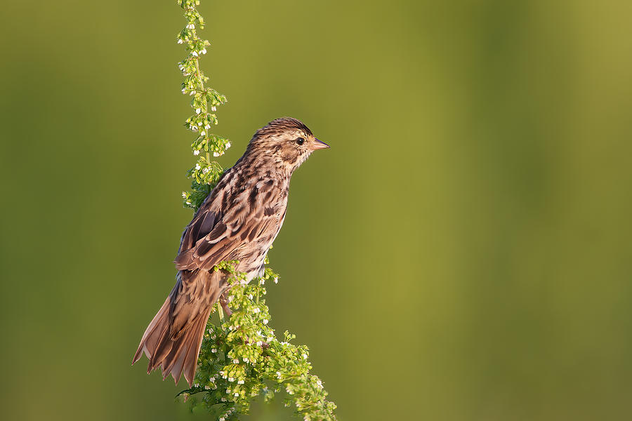 Nature Photograph - Savannah Sparrow by Mike He