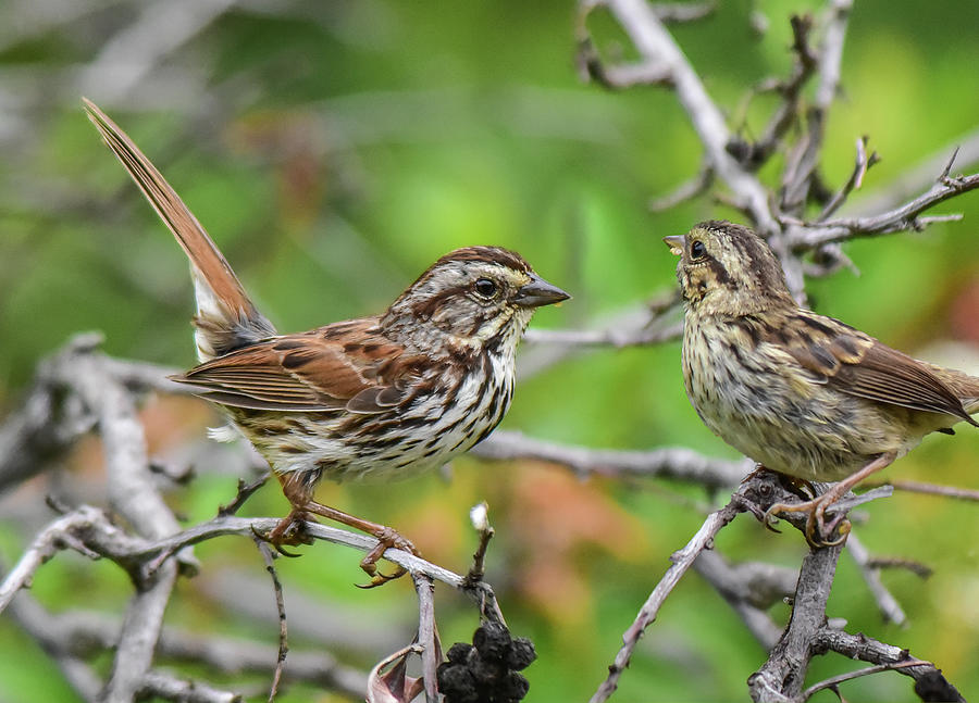 Savannah Sparrow Parent and Youngster 1 Photograph by Linda Brody