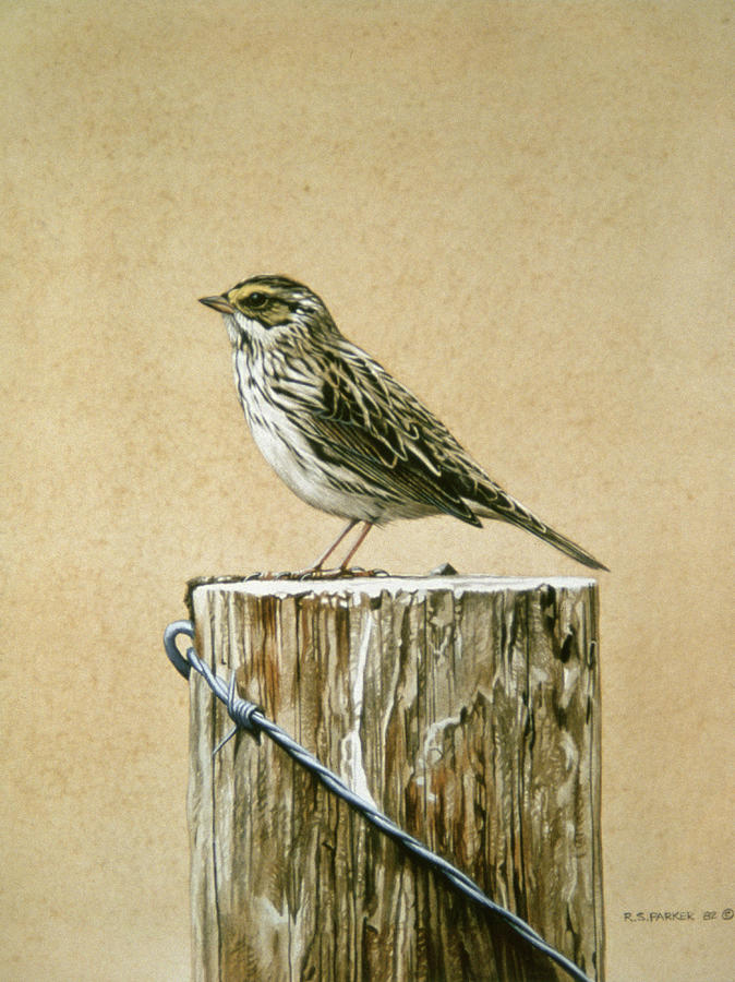 Savannah Sparrow Painting by Ron Parker