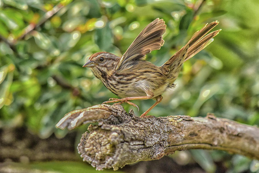 Savannah Sparrow Wings 1 Photograph by Linda Brody