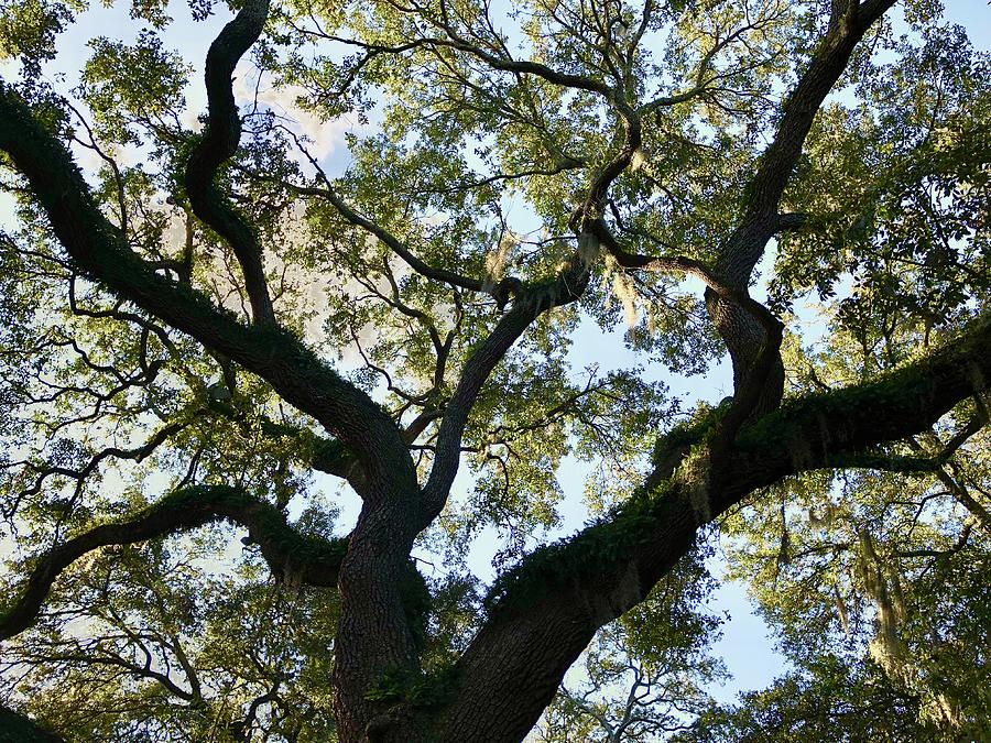 Savannah Tree Photograph by J Watterson