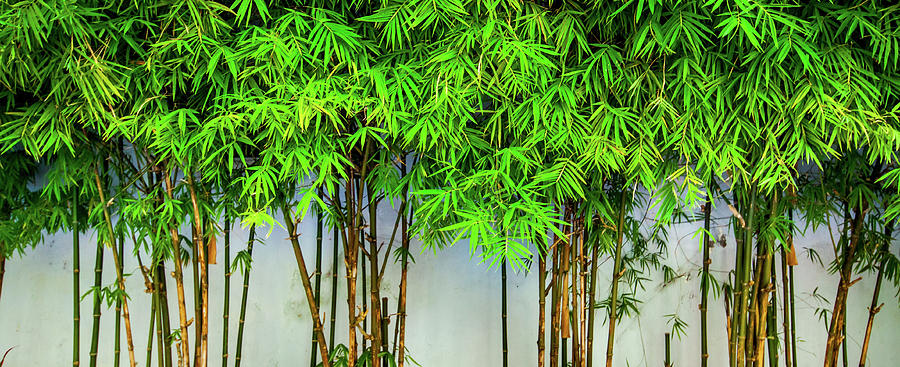 Save Our Earth With Bamboo Photograph by Simonlong