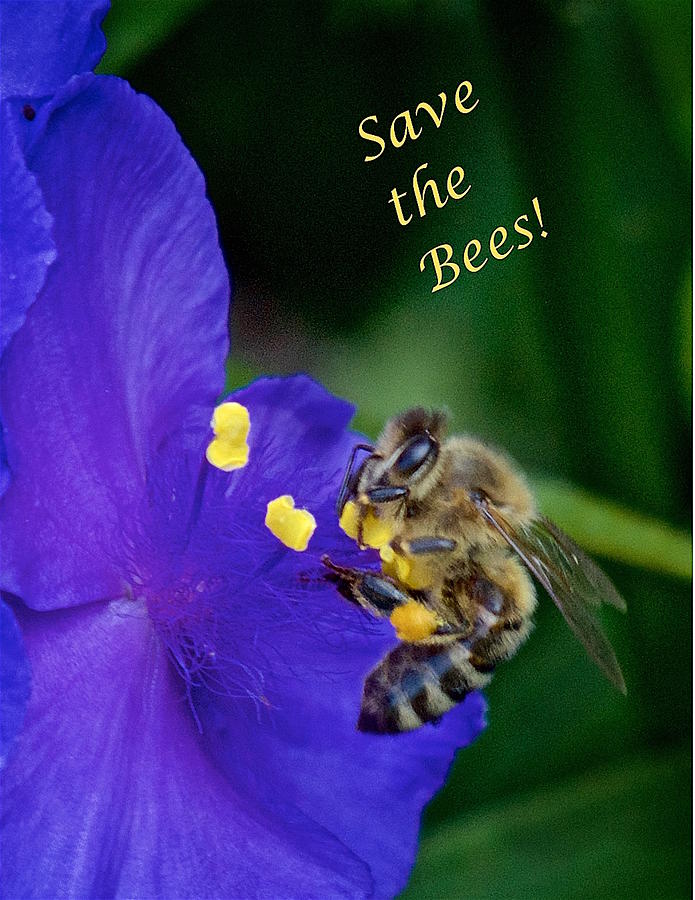Save the Bees Greeting Card Photograph by Richard Cummings
