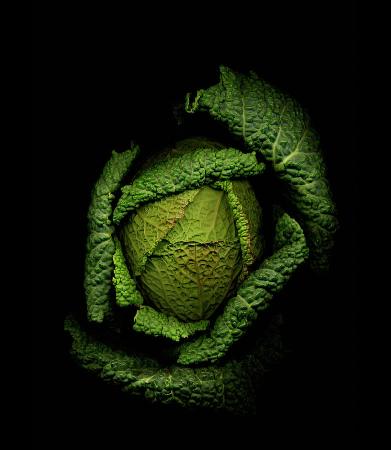 Savoy Cabbage Against Black Background Photograph by Mike Hill