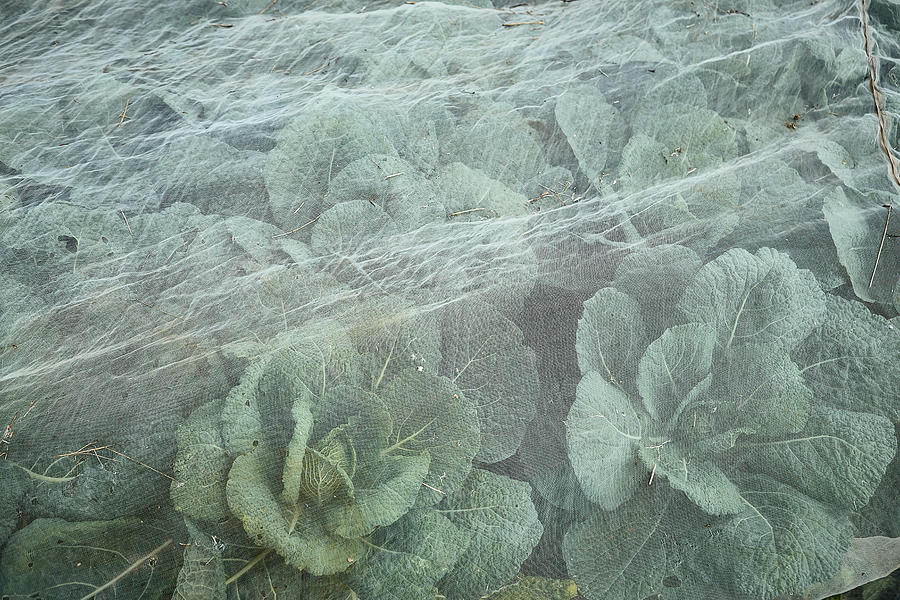 Savoy Cabbage In The Field Photograph by Dominik Paunetto