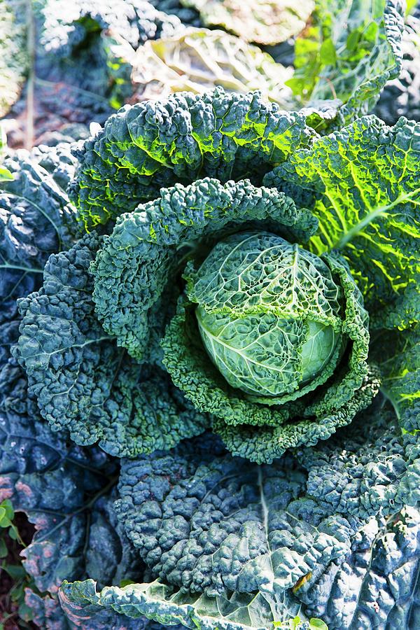 Savoy Cabbage In The Field Photograph by Nicolas Lemonnier