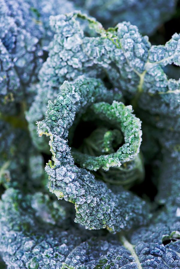 Savoy Cabbage Leaves Covered With Frost Photograph by Jamie Watson