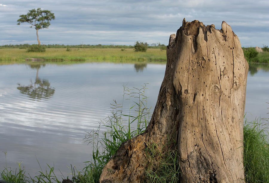 Savuti Marsh, Chobe National Park Photograph by Paul Souders