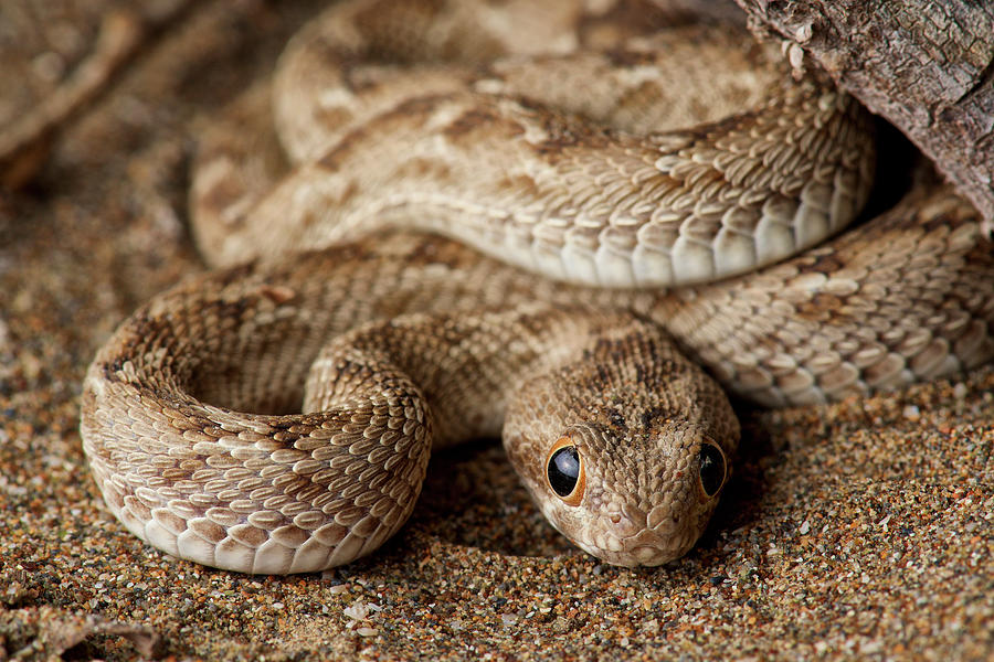 Saw-scaled Viper Juvenile Photograph by James Christensen