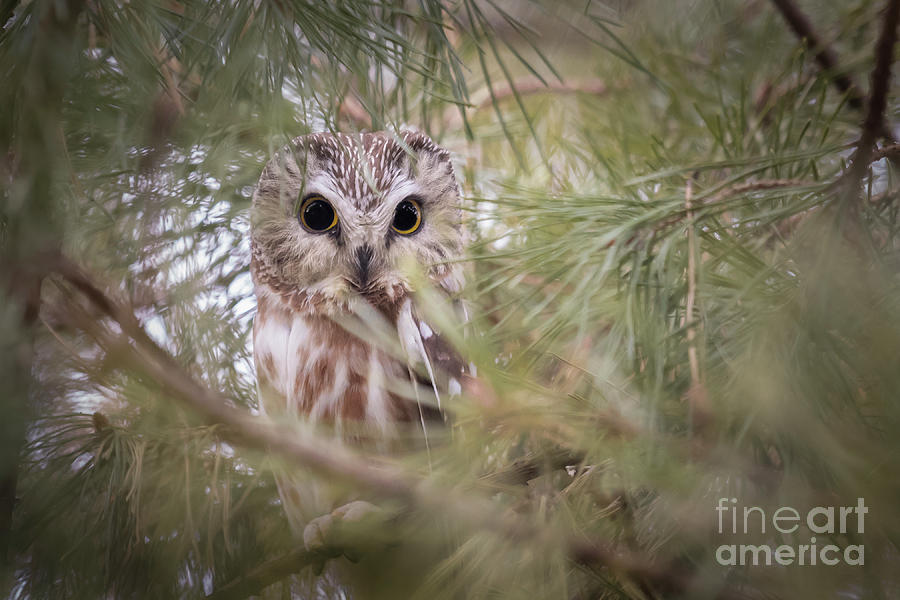 Saw-whet by Michael Greiner Saw-whet by Michael Greiner