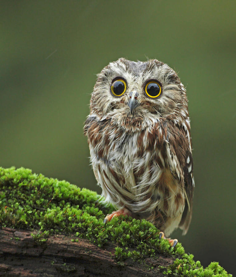 Saw Whet Owl Photograph by Image By David G Hemmings