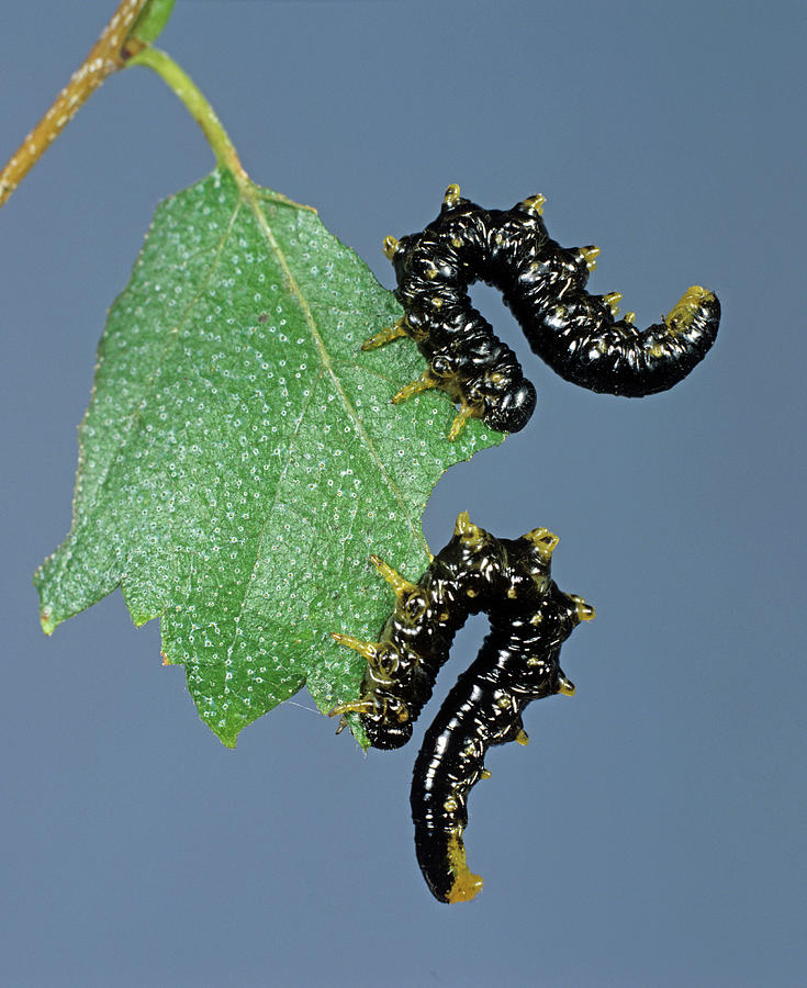 Sawfly Craesus Latipes Larvae Photograph by Nigel Cattlin