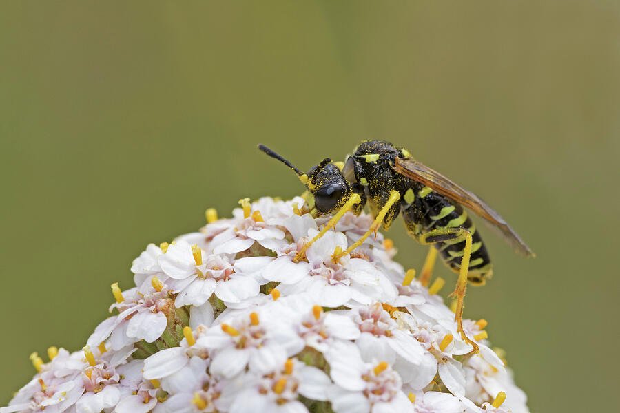 Sawfly Feeding On Yarrow Flowers, Sutcliffe Park Nature Photograph by ...